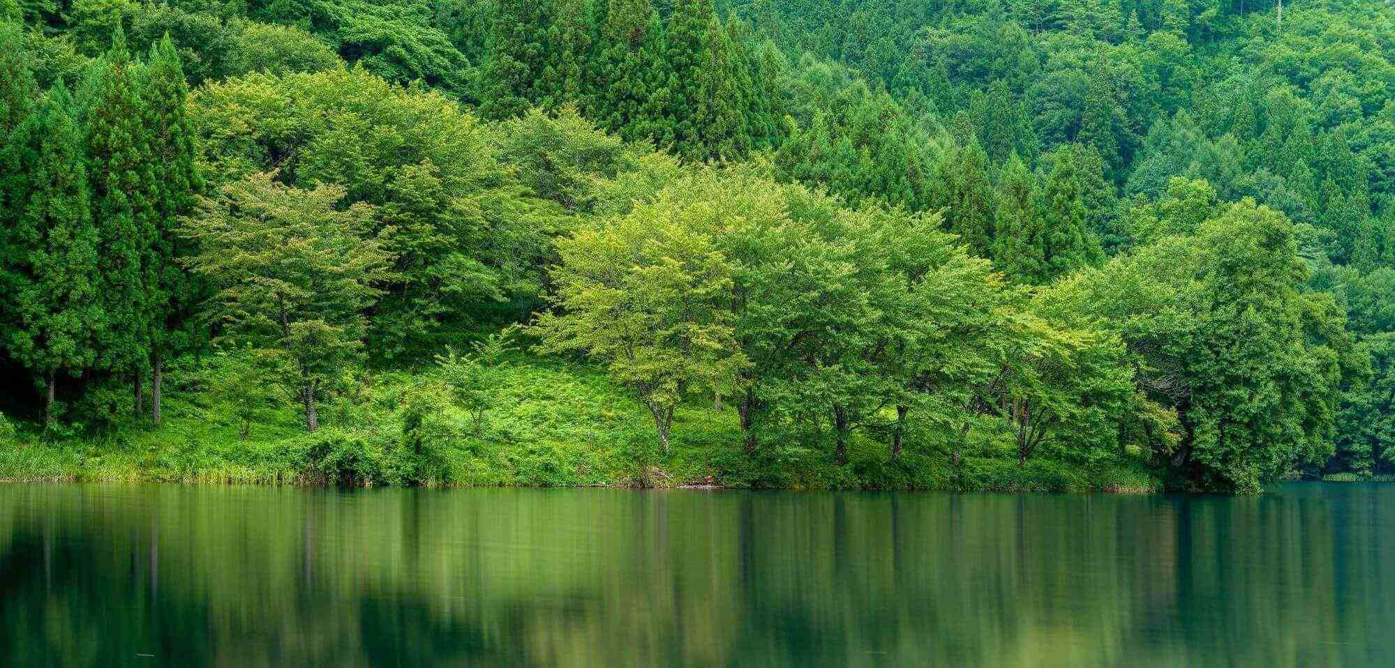 Green forest reflected in a still lake, representing environmental sustainability